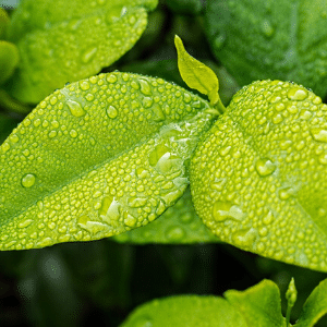 Close up image of leavaes covered in water droplets.