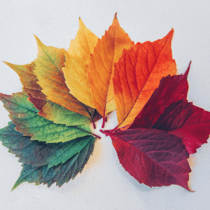 Autumn leaves
