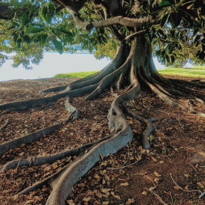 Tree Roots