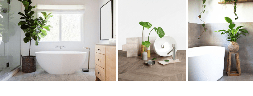 3 images of plants used in bathroom styling