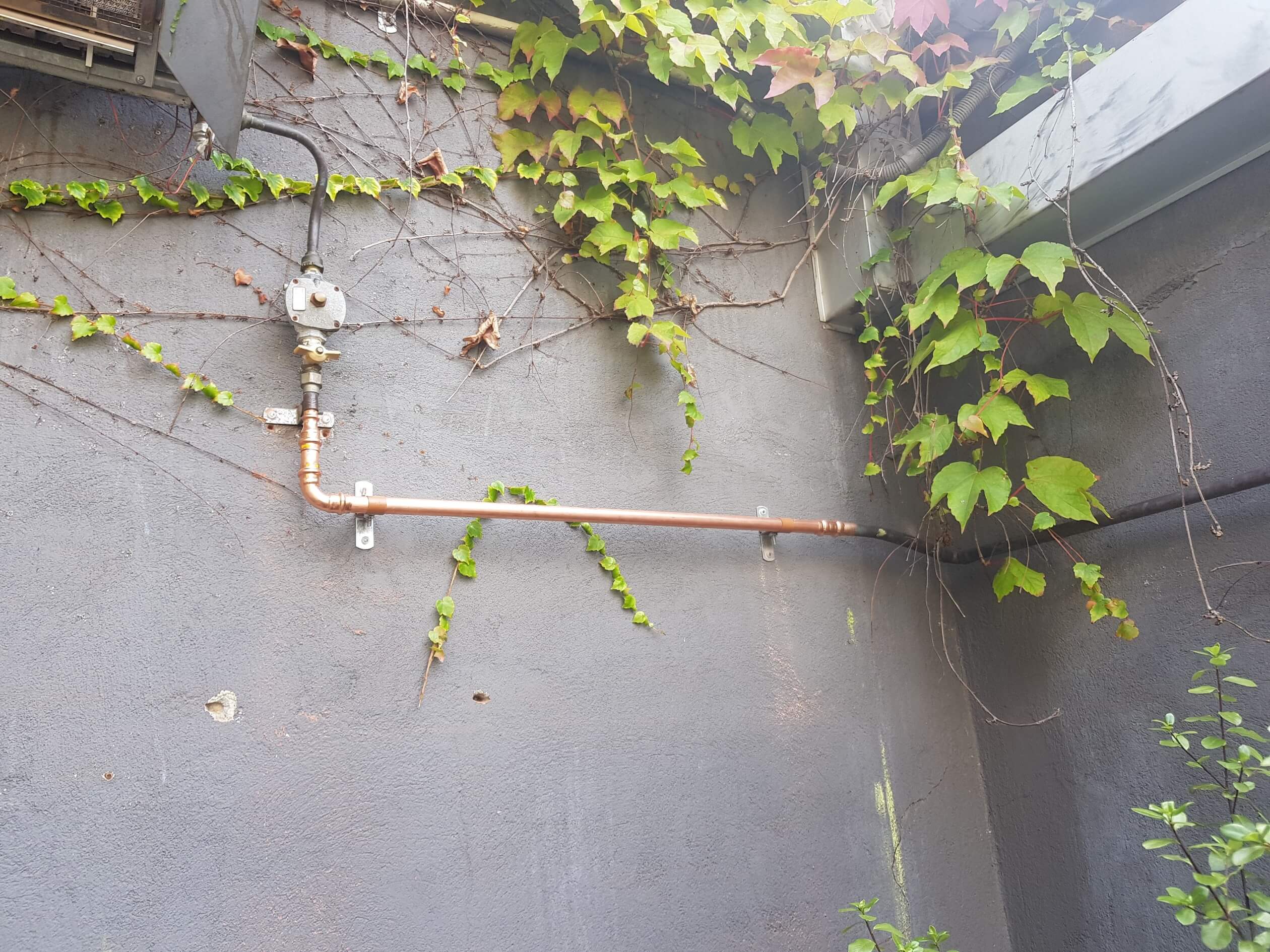a grey cement wall with green leaves covering the top of the wall and copper orange pipes horizontally across the middle of the wall
