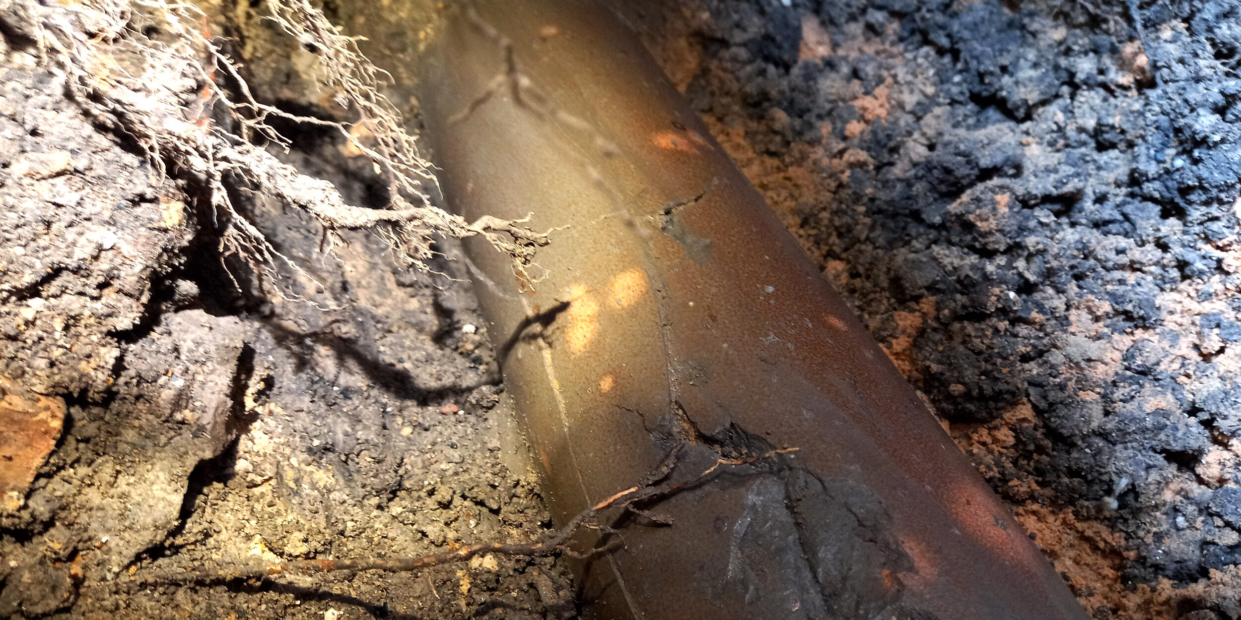 Tree Root Damage Causing A Sewer Blockage Repairs Plumbing